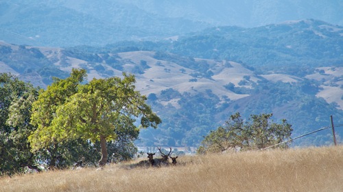 Tule Elk