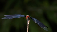 Rhyothemis plutonia
