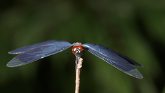 Rhyothemis plutonia