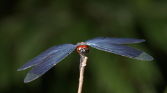 Rhyothemis plutonia