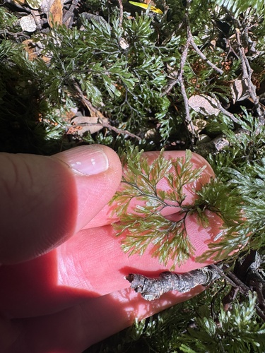 Hymenophyllum multifidum observed 2026-10-23