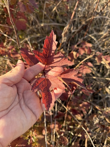 Acer tataricum observed 2026-10-24