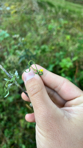 Brassica nigra observed 2026-10-24
