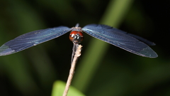 Rhyothemis plutonia