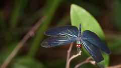 Rhyothemis plutonia