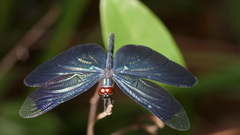 Rhyothemis plutonia
