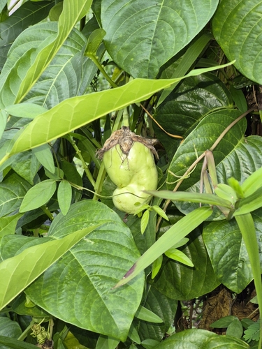Passiflora quadrangularis observed 2026-10-24