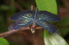 Rhyothemis plutonia