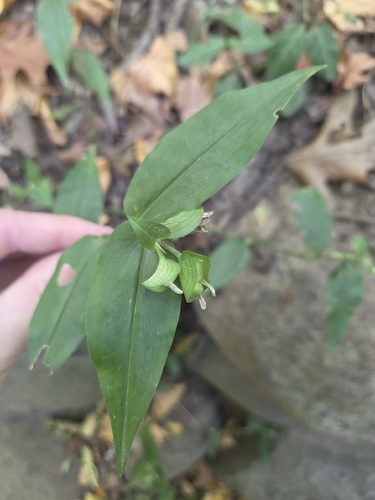 Commelina communis, 2026-10-24