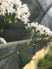 Valeriana officinalis