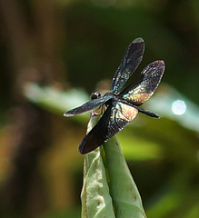 Rhyothemis plutonia