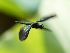 Rhyothemis plutonia