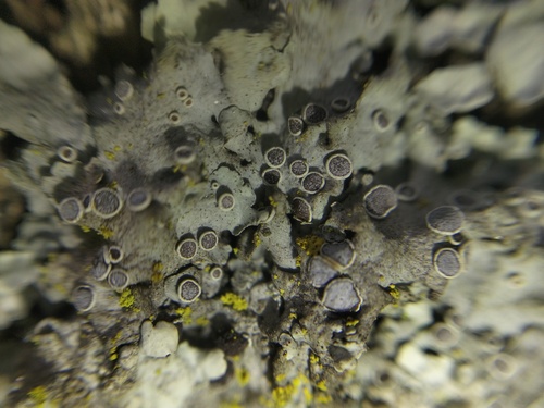 Physcia biziana