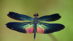 Rhyothemis plutonia