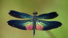 Rhyothemis plutonia