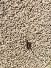 Glyptobothrus