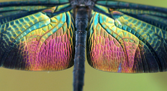 Rhyothemis plutonia