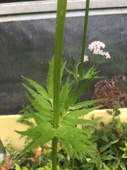 Valeriana officinalis