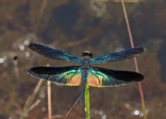 Rhyothemis plutonia