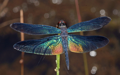 Rhyothemis plutonia