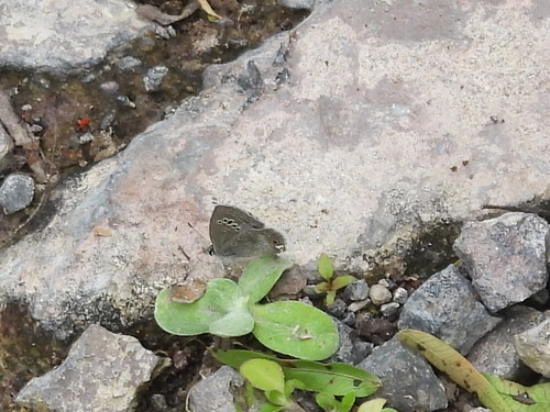 Mariposa Azul del mezquite