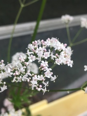 Valeriana officinalis