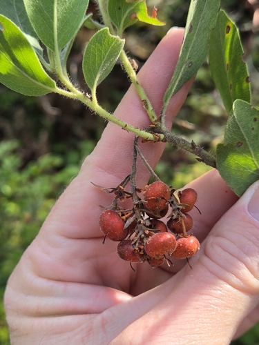 Arctostaphylos columbiana, 2026-10-24