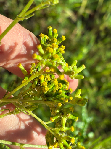 Senecio hispidulus observed 2026-10-23