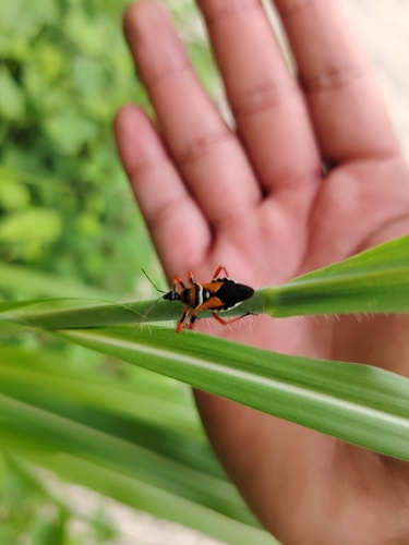 Chinche asesina anaranjada