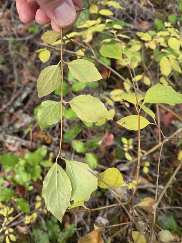 Philadelphus lewisii, 2026-10-24