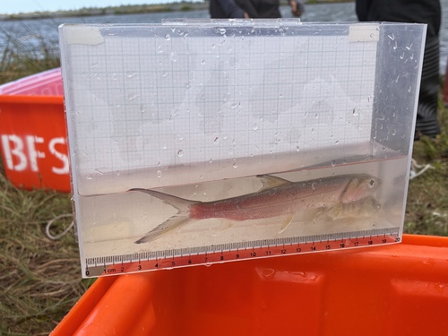 Elops hawaiensis observed 2026-10-24