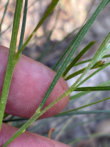 Acacia mucronata observed 2026-10-23