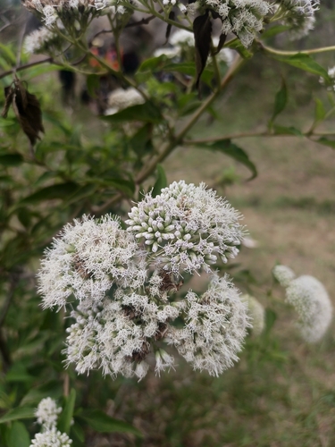 Austroeupatorium inulifolium observed 2026-10-25