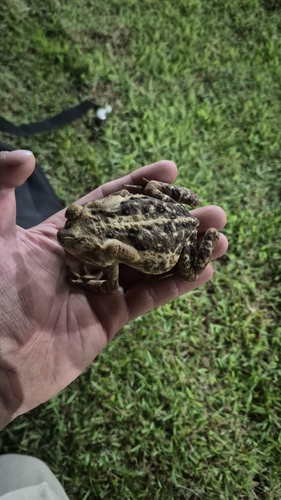 Yellow Cururu Toad