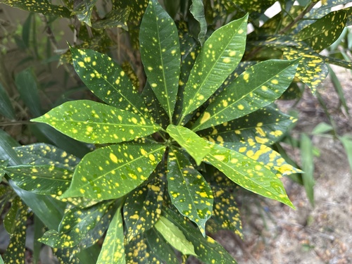 Codiaeum variegatum observed 2026-10-25