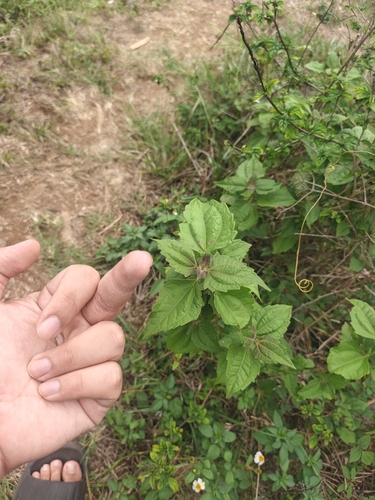 Chromolaena odorata observed 2026-10-25