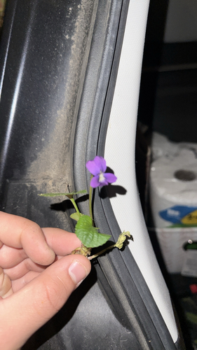 Viola palmata, 2026-10-24