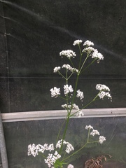 Valeriana officinalis