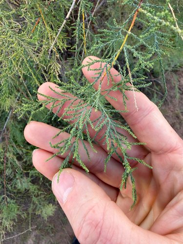 Tamarix chinensis