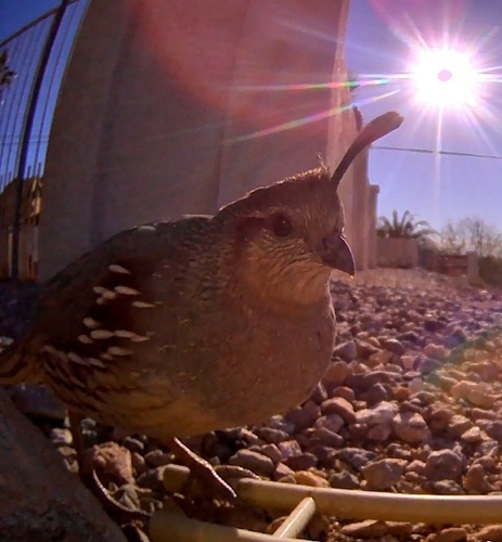 Gambel's Quail