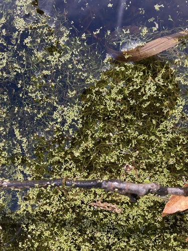 Riccia fluitans observed 2026-10-24