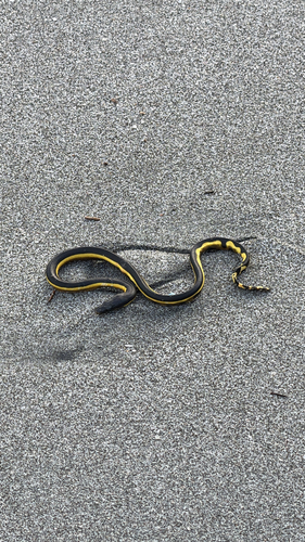 Hydrophis platurus observed 2026-10-23