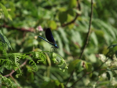 Calopteryx virgo