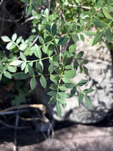 little leaf sumac