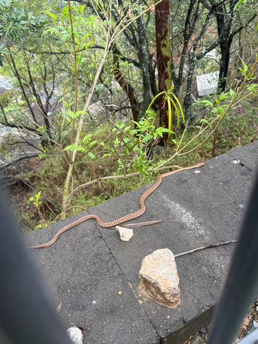 Boiga irregularis observed 2026-10-25