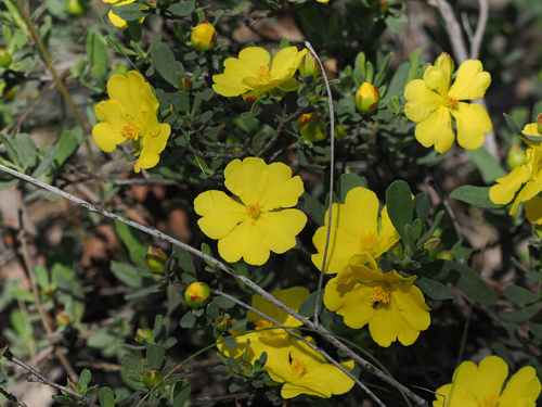 Hibbertia obtusifolia observed 2026-10-24