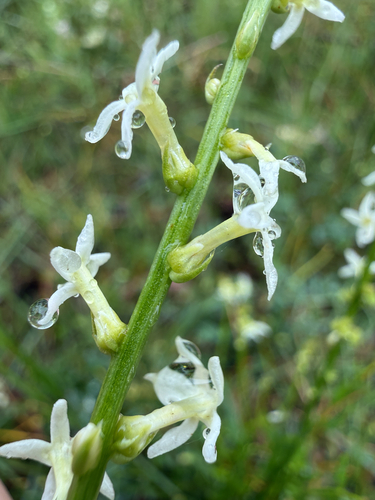 Stackhousia, 2026-10-25