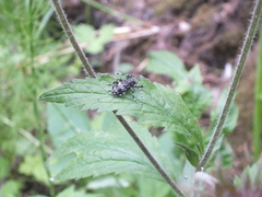 Aegomorphus obscurior