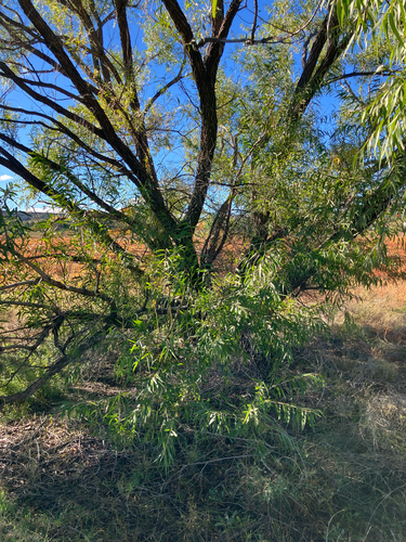 Goodding's willow