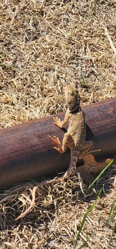 Eastern Collared Lizard